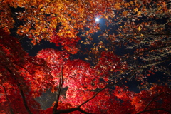 木漏れ月の秋に