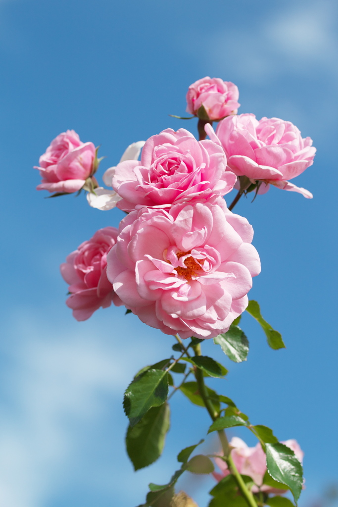 空に花束