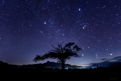 山梨の木と星空