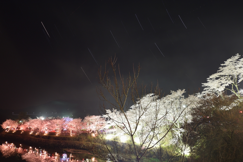 夜桜と日周運動（失敗）