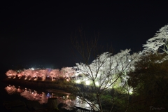 水辺の夜桜