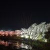 水辺の夜桜