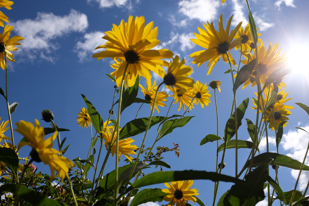 monet giverny 2