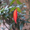 P3050384 - Copy