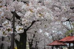 京都・祇園白川の桜10（2017）