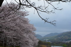 京都八幡・背割堤の桜10（2017）