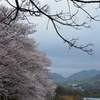京都八幡・背割堤の桜10（2017）