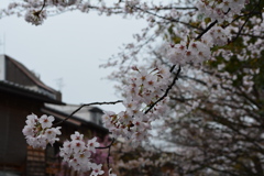 京都・祇園白川の桜03（2017）