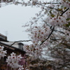 京都・祇園白川の桜03（2017）