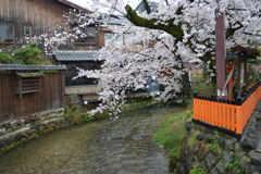 京都・祇園白川の桜01（2017）