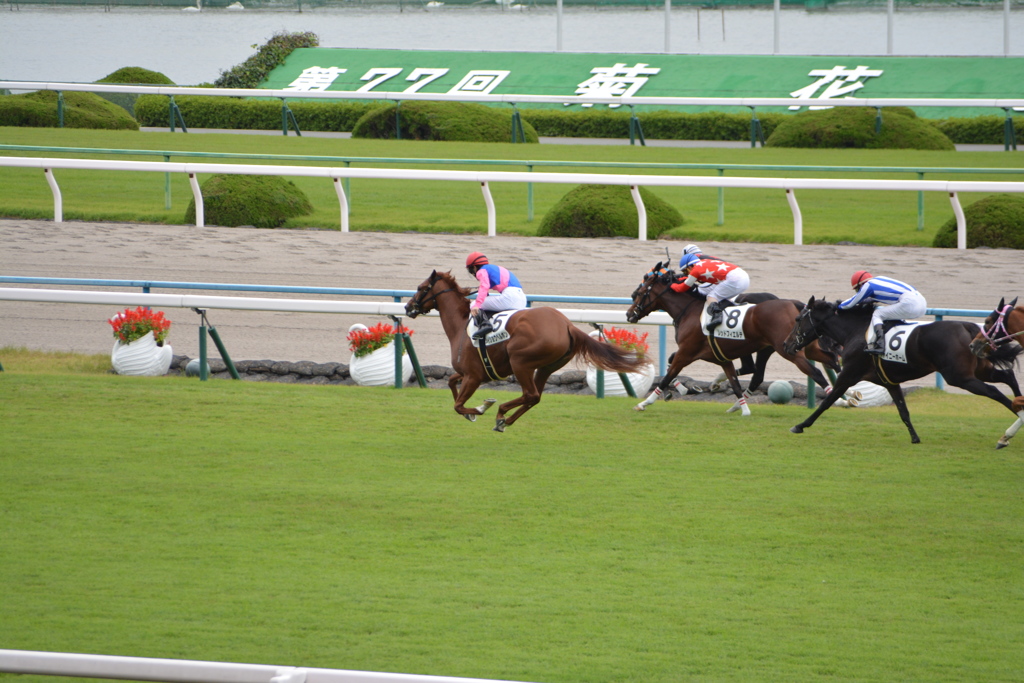 淀競馬場3