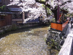 京都・祇園白川　巽橋の桜2