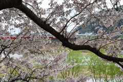 京都八幡・背割堤の桜03（2017）