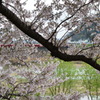 京都八幡・背割堤の桜03（2017）