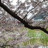 京都八幡・背割堤の桜03（2017）