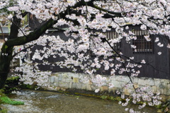 京都・祇園白川の桜04（2017）