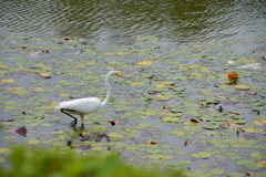 20180902枚方・鏡伝池②