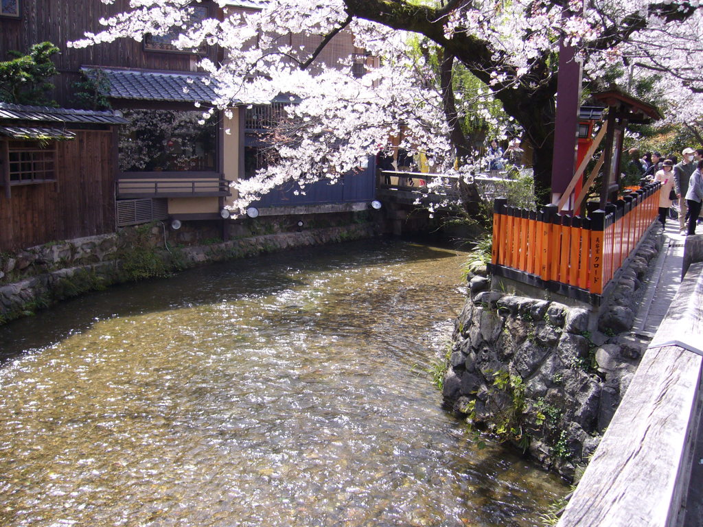 京都 祇園白川 巽橋の桜1 By 団 長 Id 写真共有サイト Photohito