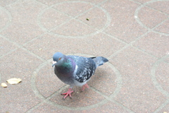 大阪・玉造　東小橋北公園4