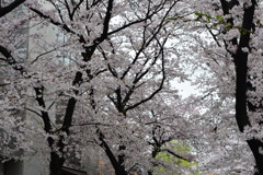 京都・祇園白川の桜08（2017）