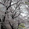 京都・祇園白川の桜08（2017）