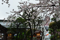 京都・祇園白川の桜09（2017）