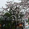 京都・祇園白川の桜09（2017）