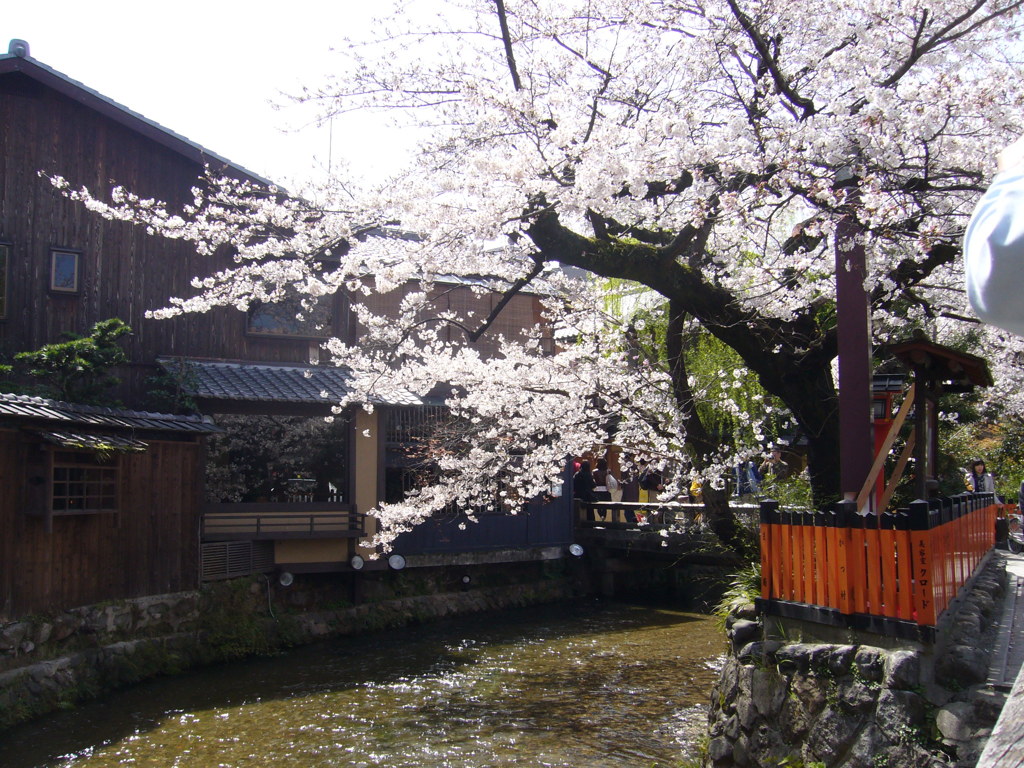 京都・祇園白川　巽橋の桜3