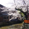 京都・祇園白川　巽橋の桜3