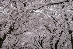 京都八幡・背割堤の桜07（2017）