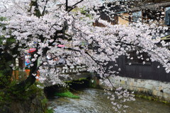 京都・祇園白川の桜02（2017）