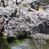 京都・祇園白川の桜02（2017）