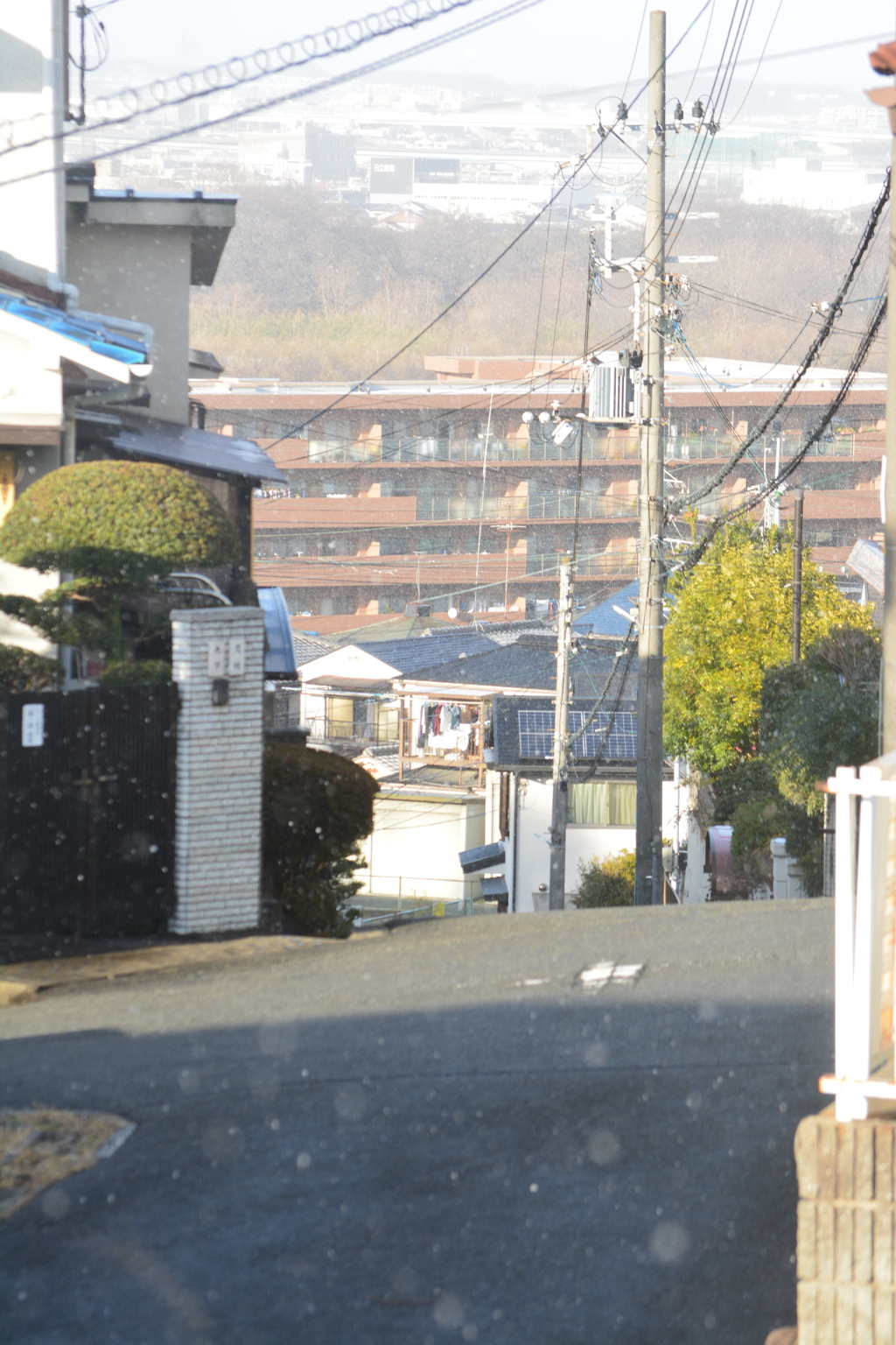 2016/01/15　雪の八幡09、自宅庭より。