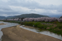 京都八幡・背割堤の桜01（2017）
