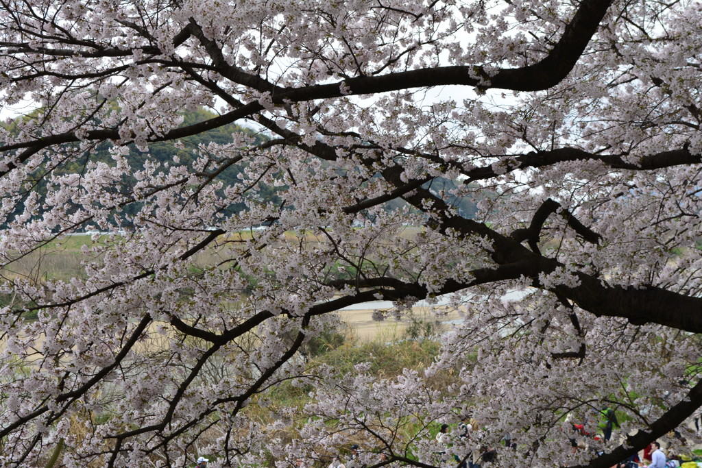 京都八幡・背割堤の桜06（2017）