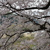 京都八幡・背割堤の桜06（2017）