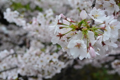 京都・祇園白川の桜06（2017）