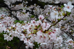 京都・祇園白川の桜07（2017）