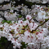 京都・祇園白川の桜07（2017）