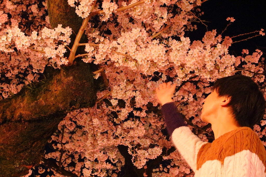 ご覧下さい、満開の桜です