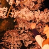 ご覧下さい、満開の桜です