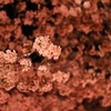 渦巻く桜