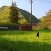 わらび採り