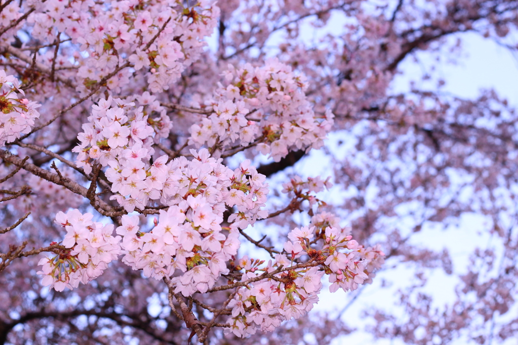 満開