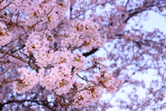 満開