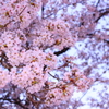 満開