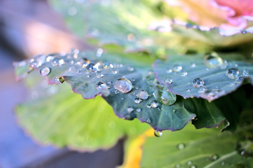 雨上がりの葉牡丹