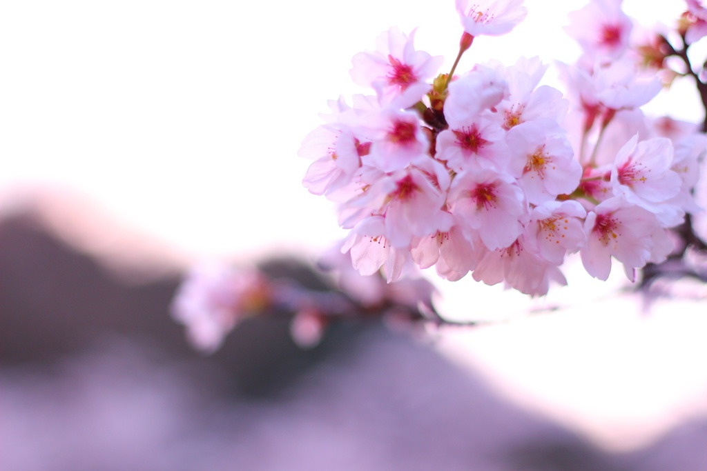 峠桜