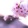 峠桜