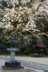 舞い散る桜